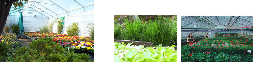 Wunderschöne Beet- und Balkonpflanzen für Ihren Garten, Ihren Balkon und Ihre Terasse.
