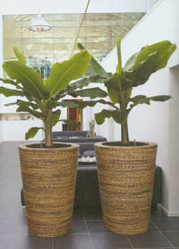 Leben mit Pflanzen erh&ouml;ht nicht nur die Leistungsf&auml;higkeit durch verbessertes Raumklima, es schenkt Freude und Ausgeglichenheit.