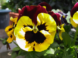 Wundersch&ouml;ne  Plfanzen f&uuml;r die Gartenbeplfanzung zum Saisonstart. Gesund und wiederstandsf&auml;hig. 